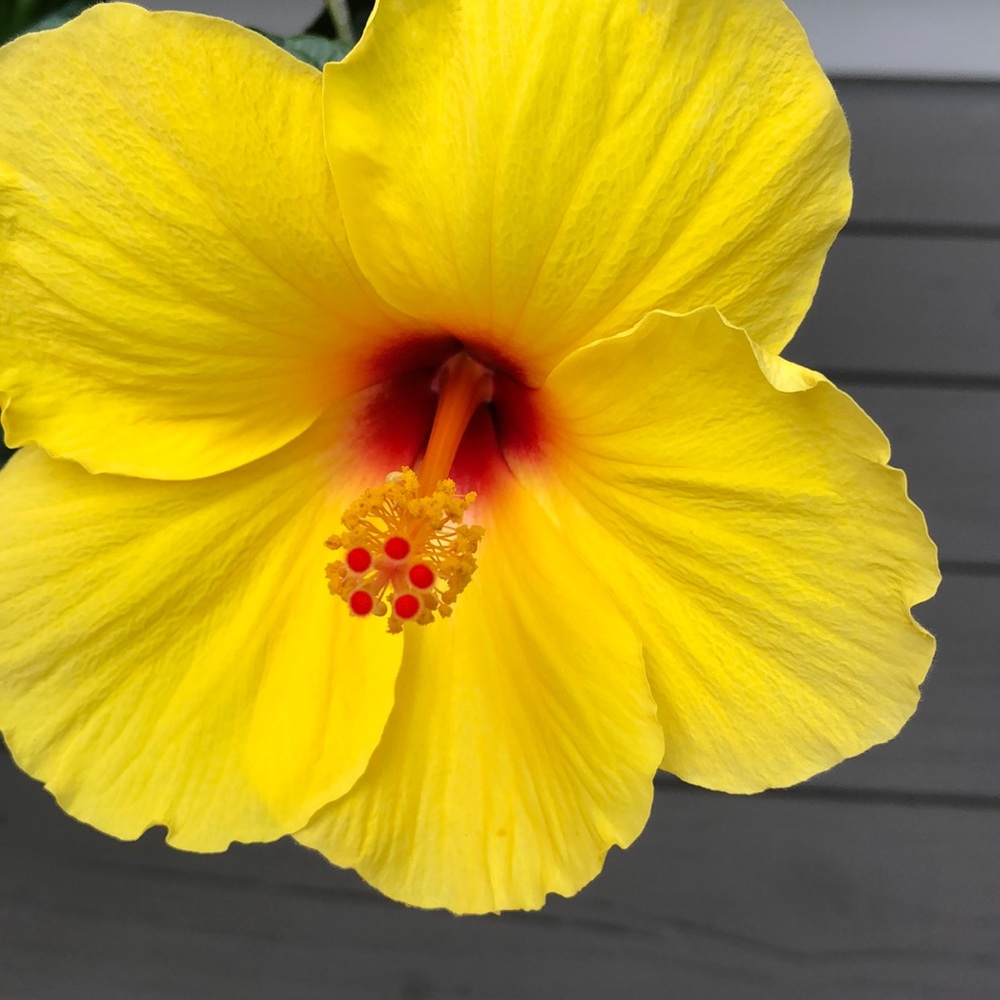 Meet your Posher, Pat